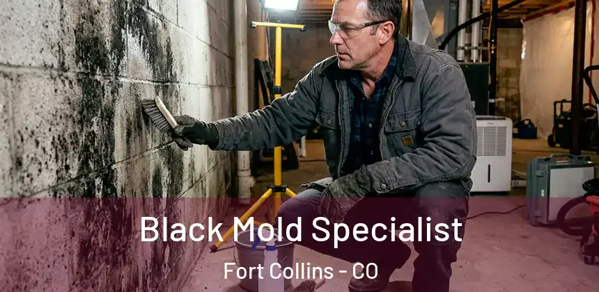  Black Mold Specialist Fort Collins - CO