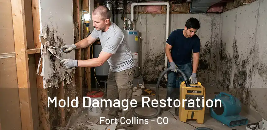  Mold Damage Restoration Fort Collins - CO