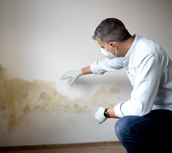 Mold Removal Service in Fort Collins, CO